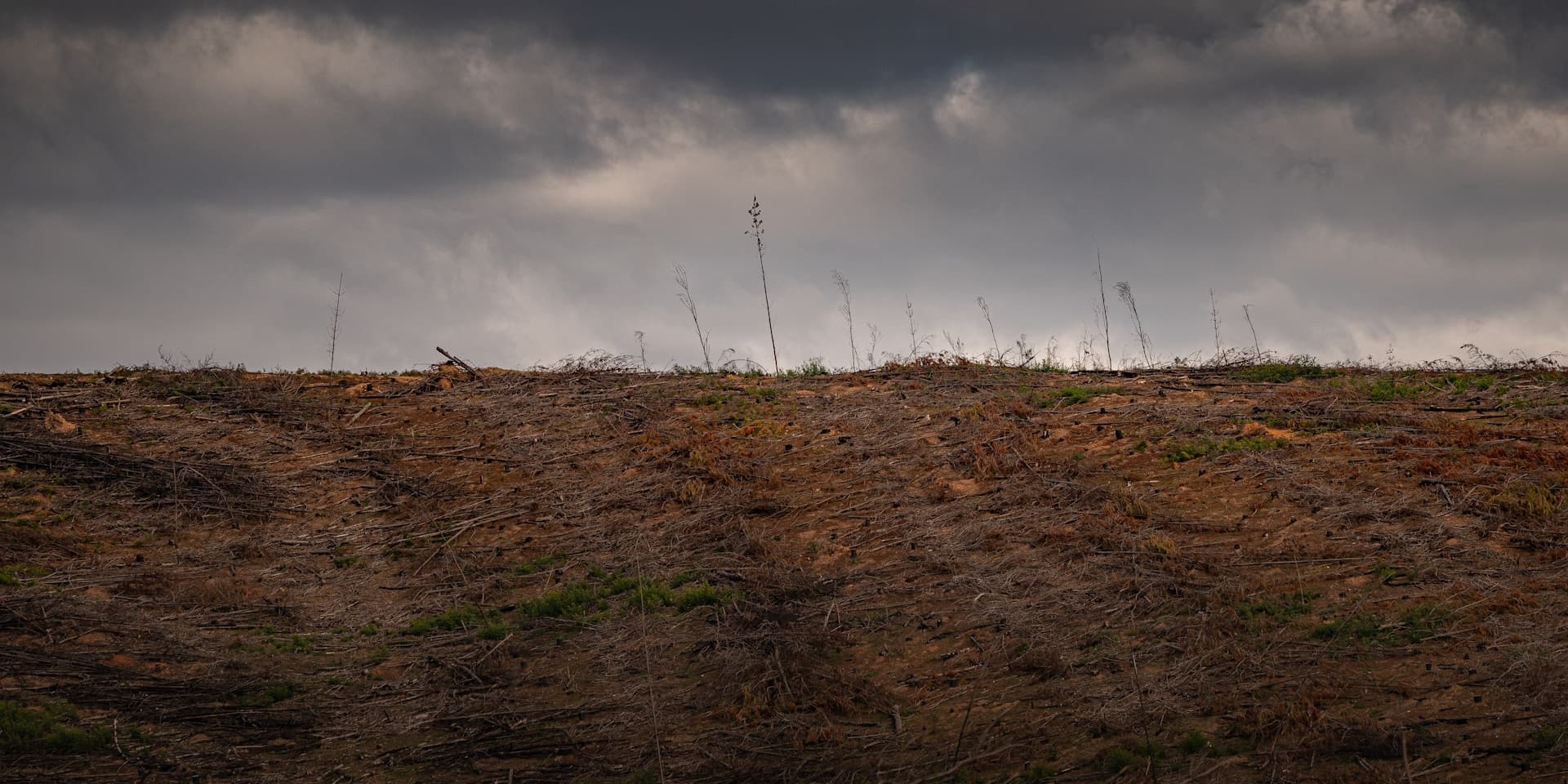 Benefits of Forestry Mulching