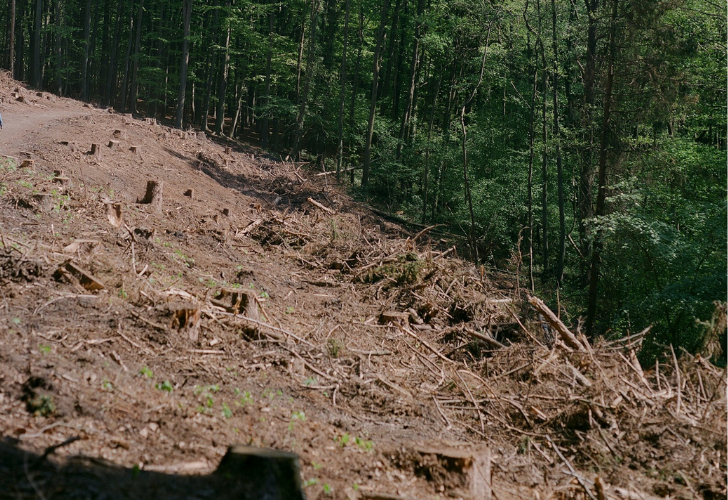 stumps and roots in forestry mulching