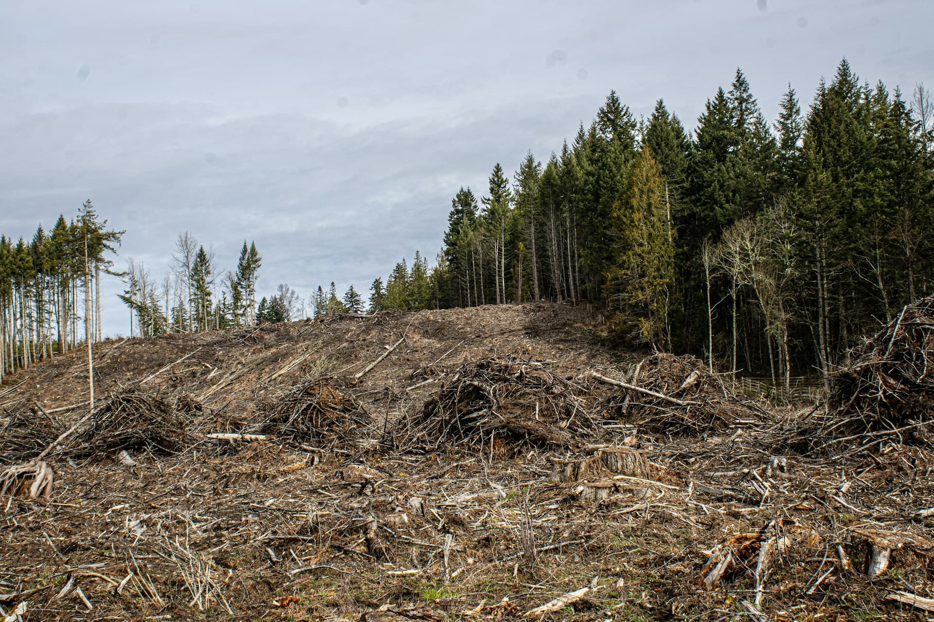 forestry mulching
