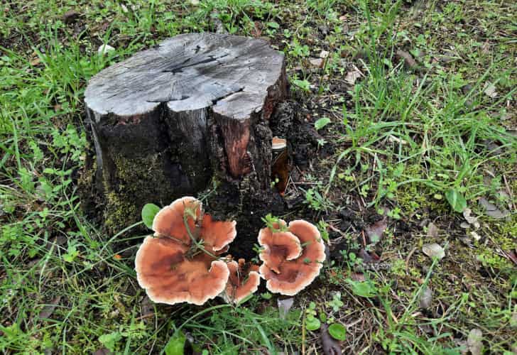 Stump Grinding stump grinding