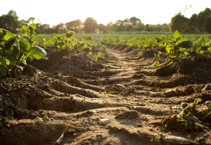 land clearing in agriculture